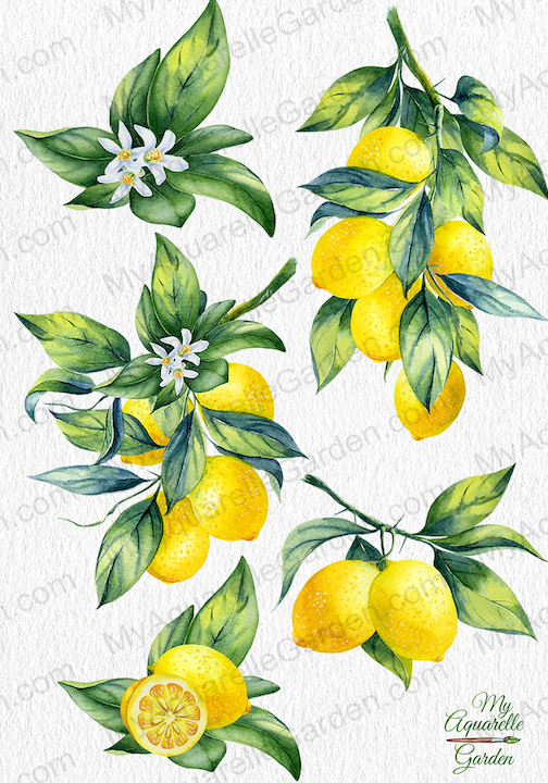 "Lemon compositions with fruits, leaves, branches and flowers"